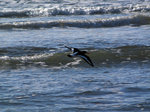 SX01555 Oystercatcher flying over sea [Haematopus Ostralegus]~.jpg